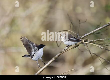 Paar Riedflieger , Ficedula hypoleuca, im walisischen Wald Stockfoto