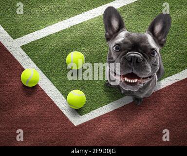 Spieler sportlich französisch Bulldogge Hund auf Tennisplatz mit Bällen, bereit für ein Spiel oder Spiel Stockfoto