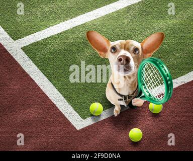 Spieler sportlich chihuahua Hund auf Tennisplatz mit Bällen, bereit für ein Spiel oder Spiel Stockfoto