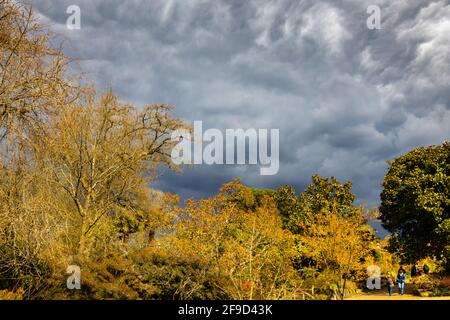 Dramatischer Himmel mit grauen Sturmwolken über Frost beschädigte Magnolienbäume in RHS Garden, Wisley, Surrey, Südostengland im Frühjahr vor heftigem Regen Stockfoto