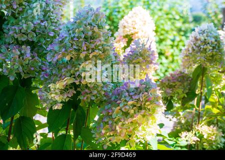 Rispen Hortensie, Hydrangea, in weiß rosa Tönen Stockfoto