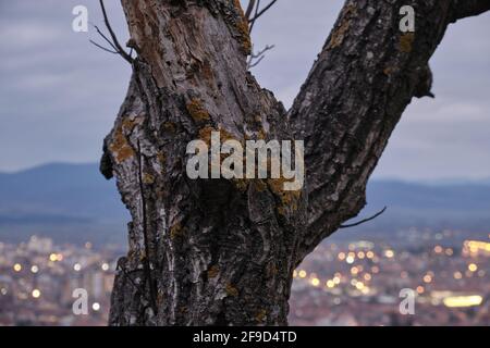 Selektiver Fokus auf einen im Vordergrund, toten Baum, der von orangefarbenem Moos und Hintergrund bedeckt ist, eine nicht fokussiere Stadt mit Stadtlichtern und einem blau bewölkten Himmel Stockfoto