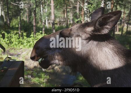 Nahaufnahme von Elchelchen im Naturpark Langedrag in Norwegen Stockfoto