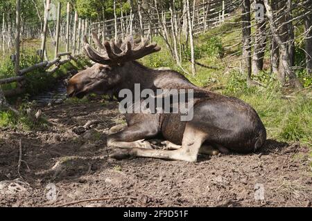 Elchelch ruht im Naturpark Langedrag in Norwegen Stockfoto