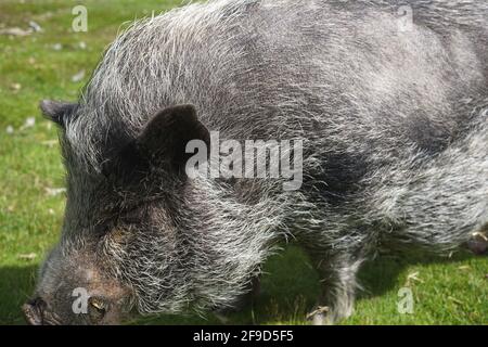 Ein wildes Schwein. Stockfoto