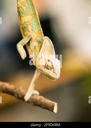 Junges jemenitischer Chamäleon auf dem Ast - Chameleo calyptratus Stockfoto