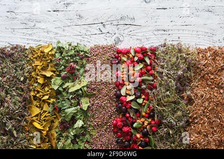 Getrocknete Heilkräuter, Früchte und Beeren auf weißem Brett - wilder Majoran, Mistel, Heidekraut, Preiselbeeren und schwarze Johannisbeeren, getrocknete Äpfel, Thymian, Eiche b Stockfoto