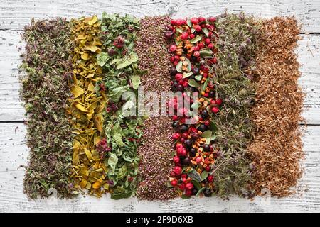 Reihen von trockenen Heilkräutern, Früchten und Beeren auf weißem Holztisch - wilder Majoran, Mistel, Heidekraut, Preiselbeeren und schwarze Johannisbeeren, getrockneter Apfel Stockfoto