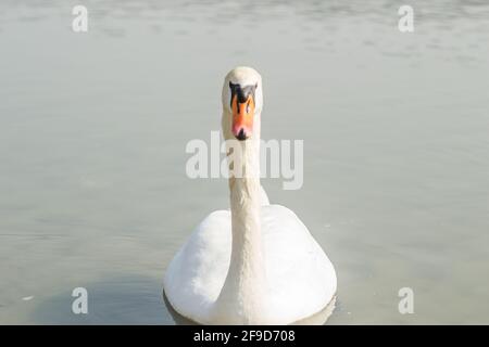 Ein Schwan in einem Nebenfluss der Donau im Winter. Stockfoto