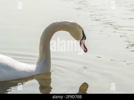 Ein Schwan in einem Nebenfluss der Donau im Winter. Stockfoto