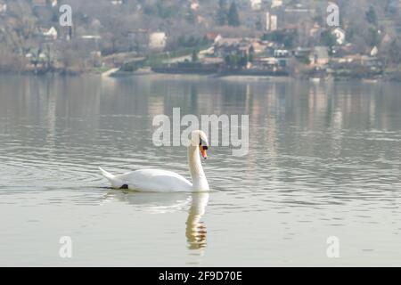 Ein Schwan in einem Nebenfluss der Donau im Winter. Stockfoto