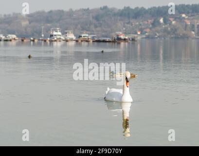 Ein Schwan in einem Nebenfluss der Donau im Winter. Stockfoto