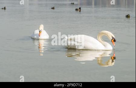 Ein Schwan in einem Nebenfluss der Donau im Winter. Stockfoto