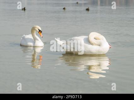 Ein Schwan in einem Nebenfluss der Donau im Winter. Stockfoto