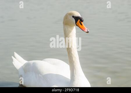 Ein Schwan in einem Nebenfluss der Donau im Winter. Stockfoto