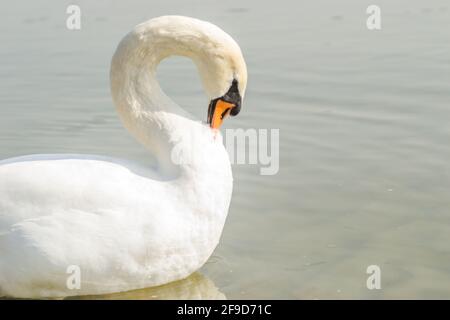 Ein Schwan in einem Nebenfluss der Donau im Winter. Stockfoto