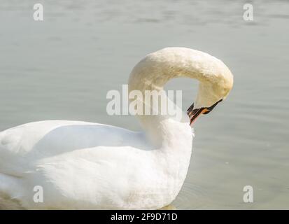 Ein Schwan in einem Nebenfluss der Donau im Winter. Stockfoto