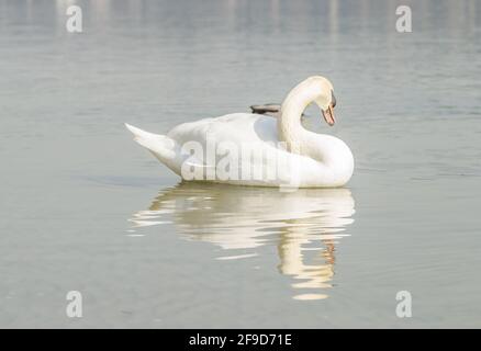 Ein Schwan in einem Nebenfluss der Donau im Winter. Stockfoto