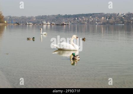 Ein Schwan in einem Nebenfluss der Donau im Winter. Stockfoto