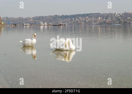 Ein Schwan in einem Nebenfluss der Donau im Winter. Stockfoto