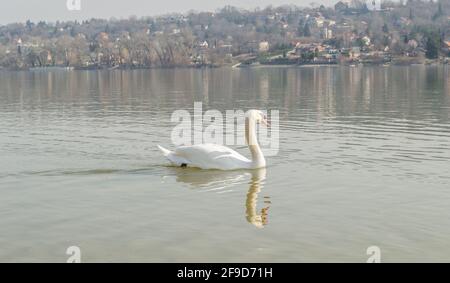 Ein Schwan in einem Nebenfluss der Donau im Winter. Stockfoto