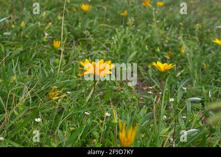 Gelbe Blumen im Garten an einem sonnigen Tag. Stockfoto