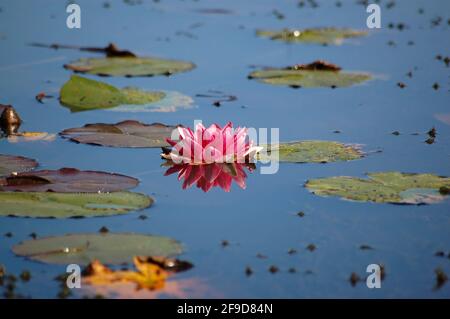 Eine blühende rosa Lotusblume auf einem Wasserlilly-Teich bei Sonnenschein am späten Nachmittag. Stockfoto