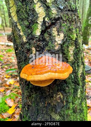 Großer Trunkerpilz-parasitärer Pilz, der auf Baumstamm wächst. Dieser Organismus, Fomes fomentarius, ist als Zunder-Pilz bekannt Stockfoto