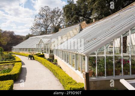 Vinothek Gewächshäuser, das in der ummauerten Gärten von Fulham Palace, das historische Haus und Gärten des Bischofs von London am Bishop's Avenue, Fulham, London Stockfoto