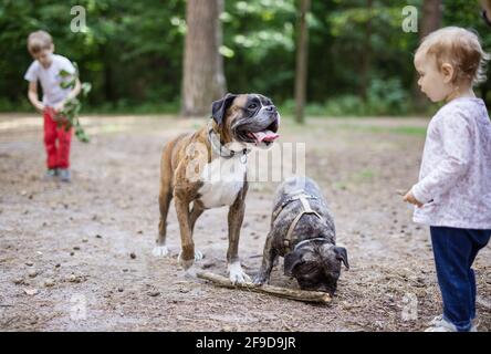 Liebenswert Kleinkind Mädchen spielen mit Familie Hunde im Freien. Boxerhund und französischer Bulldogge, die Stöcke holen. Vorschuljunge spielt mit Zweig im Hintergrund. Stockfoto