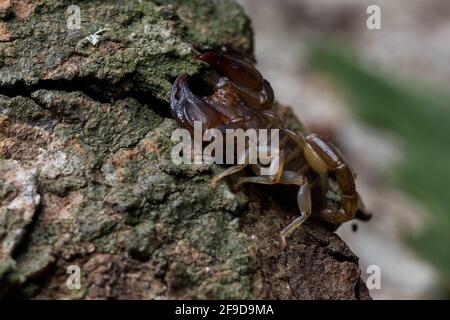 Der maltesische Skorpion Euscorpius sicanus, der auf einer Baumrinde nach Beute jagt. Nur Skorpion in Malta. Stockfoto