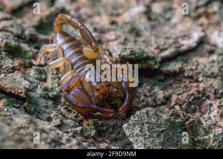 Der maltesische Skorpion Euscorpius sicanus, der auf einer Baumrinde nach Beute jagt. Nur Skorpion in Malta. Stockfoto