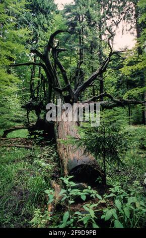 Wurzeln eines gefallenen Baumes, der im Bayerischen Wald-Nationalpark verrottet Stockfoto