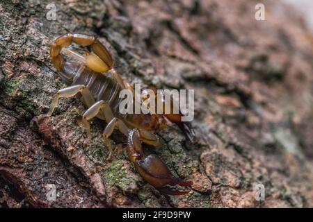 Der maltesische Skorpion Euscorpius sicanus, der auf einer Baumrinde nach Beute jagt. Nur Skorpion in Malta. Stockfoto