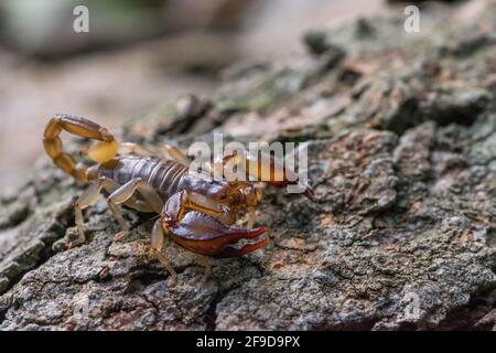 Der maltesische Skorpion Euscorpius sicanus, der auf einer Baumrinde nach Beute jagt. Nur Skorpion in Malta. Stockfoto