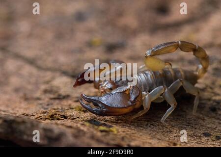 Der maltesische Skorpion Euscorpius sicanus, der auf einer Baumrinde nach Beute jagt. Nur Skorpion in Malta. Stockfoto