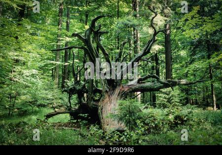 Wurzeln eines gefallenen Baumes, der im Bayerischen Wald-Nationalpark verrottet Stockfoto