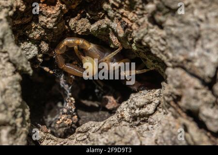 Der maltesische Skorpion Euscorpius sicanus, der auf einer Baumrinde nach Beute jagt. Nur Skorpion in Malta. Stockfoto