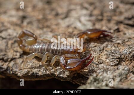 Der maltesische Skorpion Euscorpius sicanus, der auf einer Baumrinde nach Beute jagt. Nur Skorpion in Malta. Stockfoto