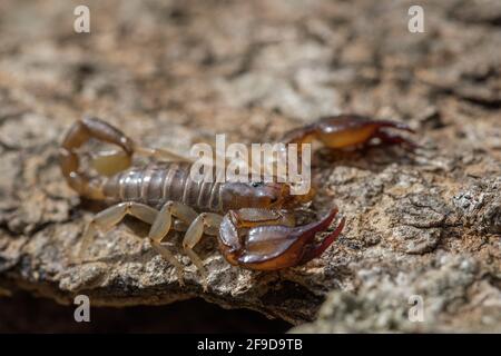 Der maltesische Skorpion Euscorpius sicanus, der auf einer Baumrinde nach Beute jagt. Nur Skorpion in Malta. Stockfoto