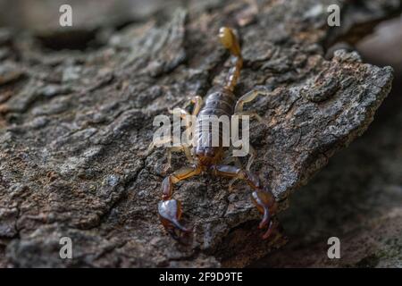 Der maltesische Skorpion Euscorpius sicanus, der auf einer Baumrinde nach Beute jagt. Nur Skorpion in Malta. Stockfoto