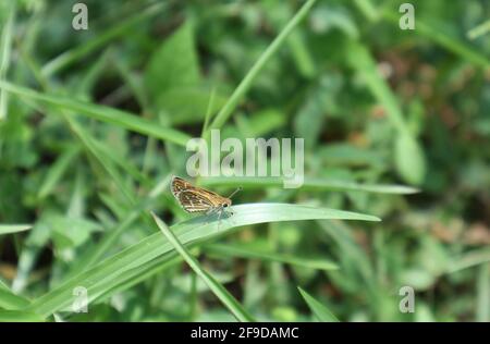 Schöne Aussicht auf einen gemeinsamen Grasdart Schmetterling auf einem Grasblatt mit dem Grasblatt Stockfoto