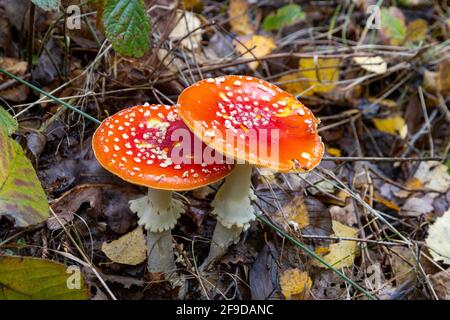 Der rote giftige Pilz boletus im Wald Stockfoto