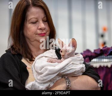 Die Ausstellerin auf einer Katzenausstellung hüllt ihre haarlose Katze ein Eine Decke, um sie warm zu halten Stockfoto