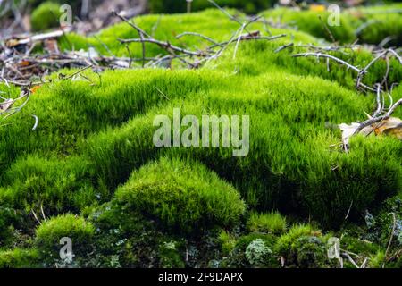 Grüne frische Oberfläche im Wald Stockfoto