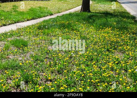 Viele gewöhnliche Dandelionen, T. officinale, essbare Wildblumen, wachsen im Frühling zwischen einem Bürgersteig und einer Straße. Kansas, USA Stockfoto