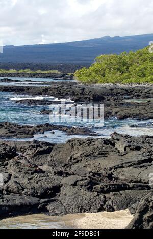 Wellen brechen an einer Lavafelsenküste in Punta Espinoza, Fernandina Island, Galapagos, Ecuador Stockfoto