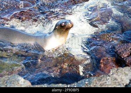 Seelöwe in einem Gezeitenbecken in Punta Espinoza, Fernandina Island, Galapagos, Ecuador Stockfoto