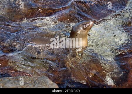 Seelöwe in einem Gezeitenbecken in Punta Espinoza, Fernandina Island, Galapagos, Ecuador Stockfoto