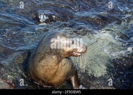 Seelöwe in einem Gezeitenbecken in Punta Espinoza, Fernandina Island, Galapagos, Ecuador Stockfoto